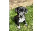 Adopt Squonk a Mixed Breed