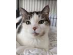 Adopt Angelica a Domestic Medium Hair