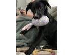 Adopt Ali a Labrador Retriever