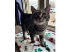 Adopt Karlaftis a Domestic Short Hair