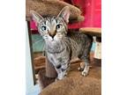 Adopt Bolton a Domestic Short Hair