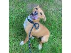 Adopt Faline a Hound, Pit Bull Terrier