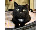 Adopt Tik Tok a Domestic Short Hair