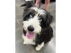 Adopt Diamond a Australian Shepherd, Bearded Collie