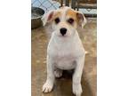 Adopt Sugar a Beagle, Mixed Breed