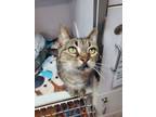 Adopt Singa a Domestic Short Hair