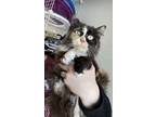 Adopt Valentine a Domestic Medium Hair