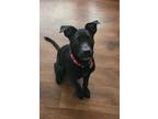 Adopt Dottie a Labrador Retriever