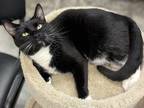 Adopt Ketchup a Domestic Short Hair