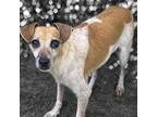 Adopt Scallop a Jack Russell Terrier