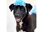 Adopt Regina a Border Collie, Australian Cattle Dog / Blue Heeler