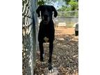 Adopt Chloe 24 a Great Dane