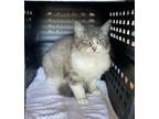 Adopt Justina a Domestic Medium Hair, Tabby