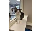 Adopt Crumpet a Domestic Short Hair, Tabby