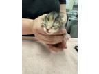 Adopt Kitten 4 a Domestic Short Hair