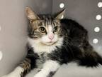 Adopt Lola a Domestic Medium Hair, Domestic Short Hair