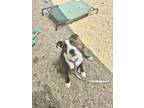 Adopt Bernadette a Terrier, Mixed Breed