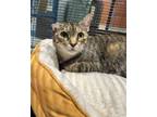 Adopt Arya a Domestic Short Hair