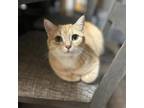 Adopt Alma--In Foster***ADOPTION PENDING*** a Domestic Short Hair