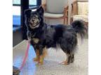 Adopt Tilly a Australian Shepherd