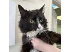 Adopt Halona a Domestic Long Hair