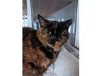 Adopt Darla a Domestic Short Hair