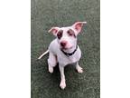 Adopt Emilia a Pit Bull Terrier, Mixed Breed