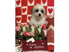 Adopt Princess a Chinese Crested Dog