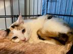 Adopt Beatrice "Bebe" a Calico