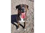 Adopt Roxie a Pit Bull Terrier