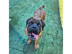 Adopt ZURI a Boerboel, Mixed Breed