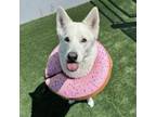 Adopt MAYA a Husky