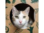 Adopt CALI a Domestic Short Hair