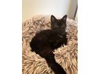 Adopt Luna a Domestic Short Hair