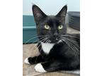 Adopt Grace a Domestic Short Hair