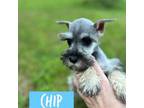 Chip