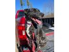 Adopt Medusa a Plott Hound