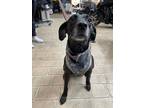 Adopt Stella a Plott Hound