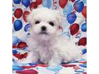 Maltese Puppy for sale in Twinsburg, OH, USA