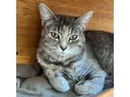 Adopt Emmalyn a Domestic Short Hair