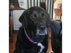 Adopt Bullet a Black Labrador Retriever, Mastiff