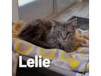 Adopt Lelie a Domestic Medium Hair