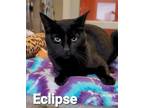 Adopt Eclipse a Domestic Short Hair