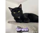 Adopt Graci a Domestic Short Hair