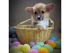 Pembroke Welsh Corgi Puppy for sale in Redlands, CA, USA