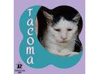 Adopt Tacoma a Domestic Short Hair