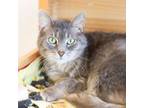 Adopt Missie a Domestic Short Hair