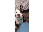 Adopt Harley a Pit Bull Terrier, Boston Terrier