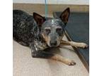 Adopt Mama Blue a Australian Cattle Dog / Blue Heeler