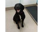 Adopt Priscilla a Black Labrador Retriever